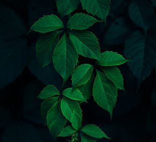 Image by Rodion Kutsaiev