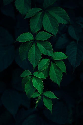 Image by Rodion Kutsaev