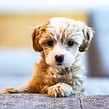 puppy