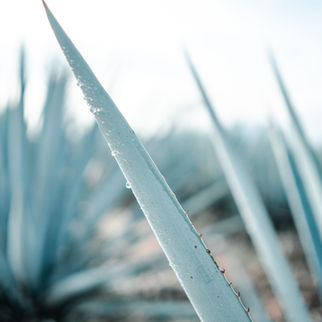 Agave Plant