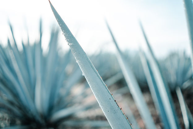 A close up shot of Agave plants, which are harvested to make Tequila, image by BRUNO EMMANUELLE