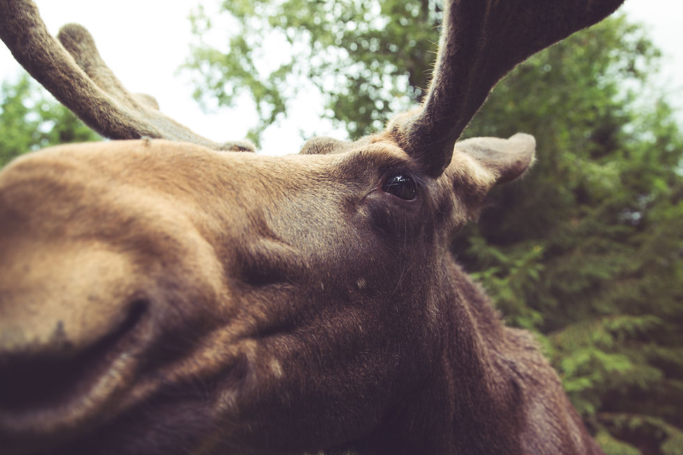 Don't Leave the Moose Alone