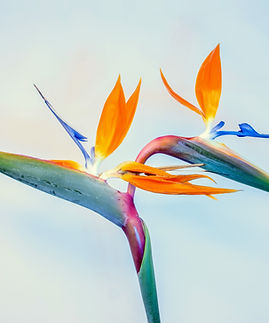 Image by David Brooke Martin