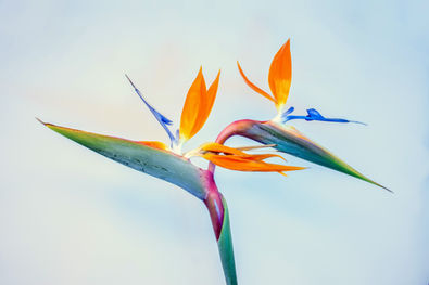 Image by David Brooke Martin