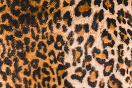 Image by Erik Mclean