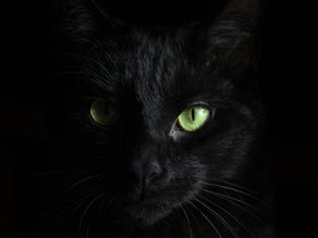 What Is Black Cat Energy? The Irresistibly Attractive Power Of Dark Feminine Energy