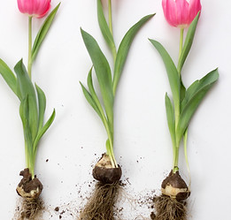 Image by Sixteen Miles Out