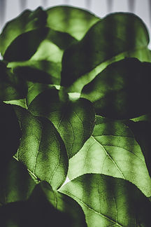 Image by Annie Spratt