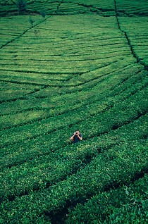 Image by Iswanto Arif