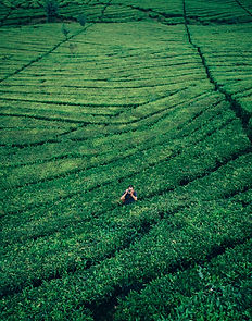 Image de Iswanto Arif