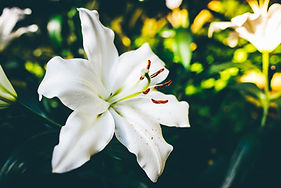 Image by Matt
