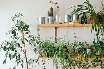 House Plant trends, Indoor planting. English Gardens