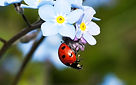 Image by Janice Gill