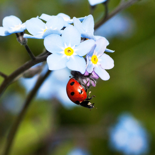 Cheshire Wildlife Trust and RHS ask gardeners to help save beetles