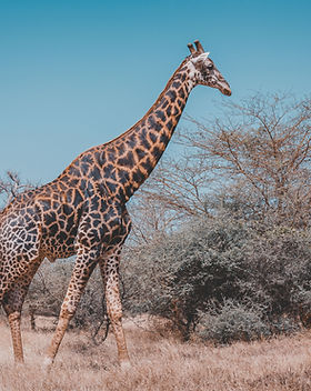 Senegal