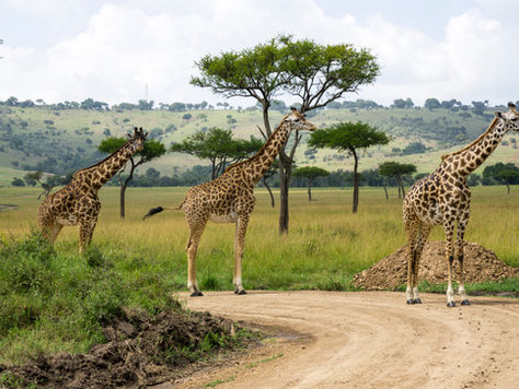 Kenya Experience. Viaggio accompagnato, dal 1 al 9 febbraio 2026, villaggio Bravo Garoda Watamu