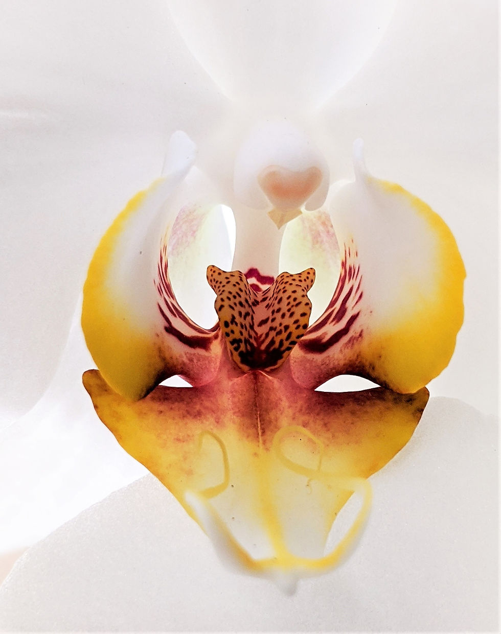 Miniature : Orchidée Phalaenopsis