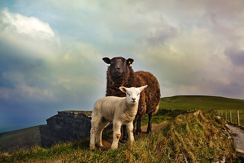 Image by Megan Johnston