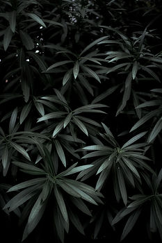Image by Feifei Peng