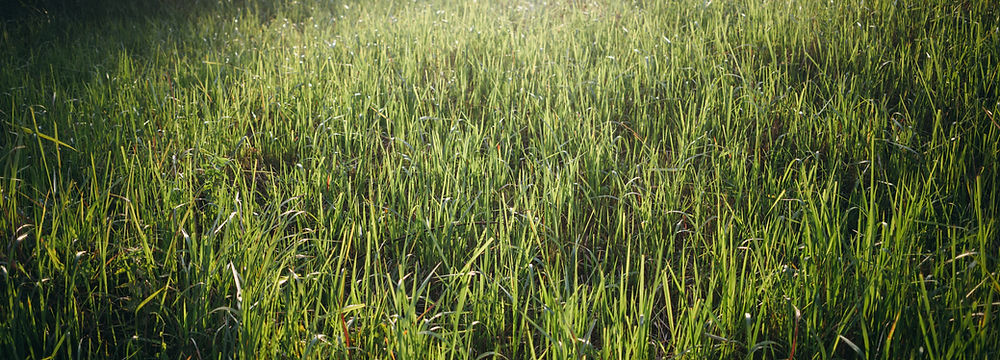 tonte d'herbe