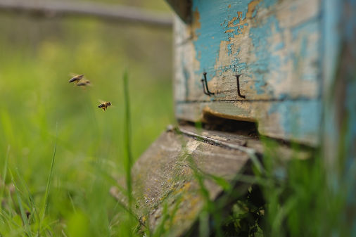 Image by Mladen Borisov
