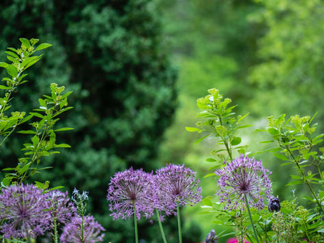 The Best products to use for 100% organic lawn and plant care