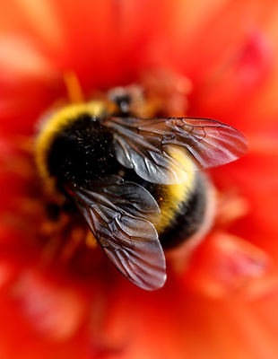 BASE DE DONNEES - OUTILS SUR LA BIODIVERSITE