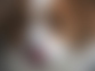 Beschwichtigungssignale beim Hund