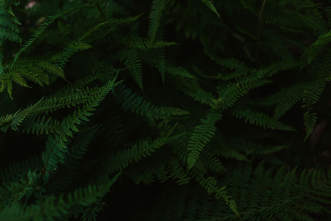 Image by Annie Spratt