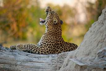 Image de Colin Watts