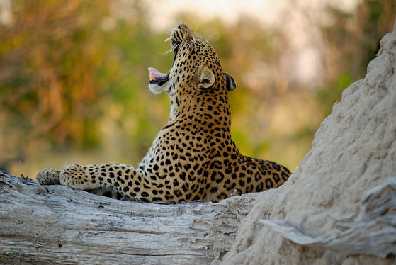 Safari Njema 14 Day Leopard and Premium Plains Game Package in Tanzania