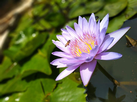 Image by shiavm agarwal