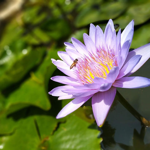 Image by shiavm agarwal