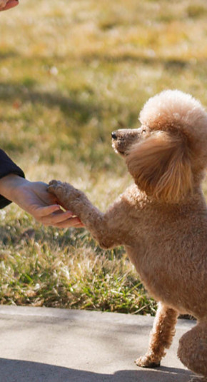 poodle shaking paw