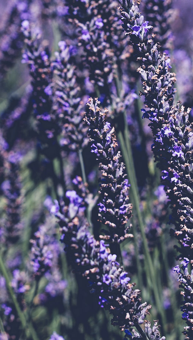 Image by Pauline Jurkevicius