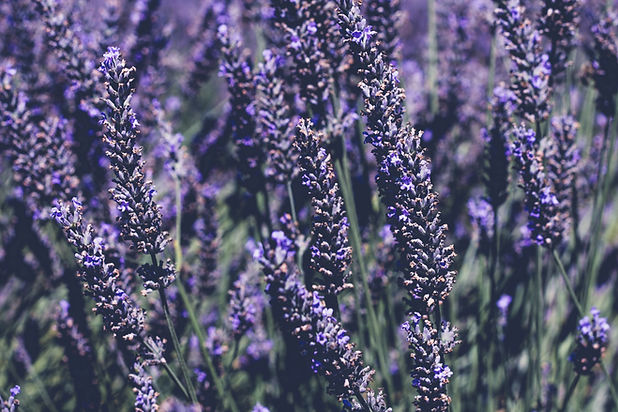 Image by Pauline Jurkevicius