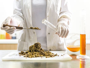 mulher em laboratório fanalisando própolis