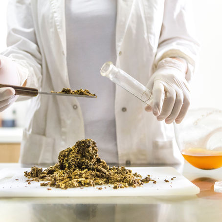 How bee products may support kidney health