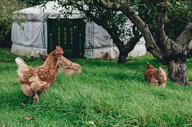 Image by Annie Spratt