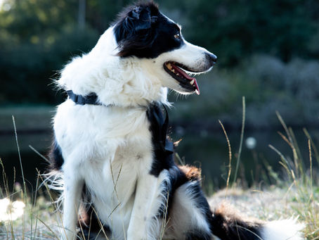 COMMENT L'HUMAIN A-T-IL MODIFIÉ LE CERVEAU DES CHIENS ?