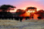 Africa
