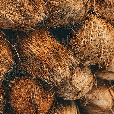 SEMI HUSKED COCONUT