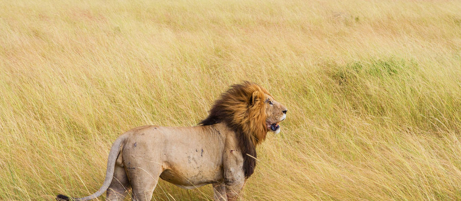 Roadtrip en Afrique du Sud : Guide complet