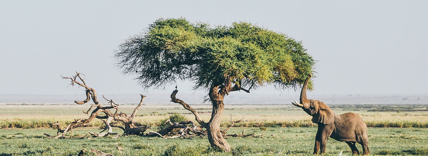 tanzania safari tours - Travel Wise Safari