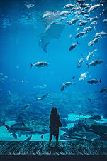 Image by Ian Schneider