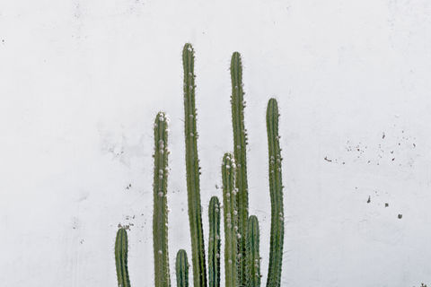 Skinny cactus on a white wall