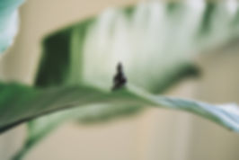 Image by Samuel Austin