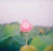 Image by Vo Danh