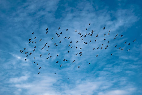 Image by Chirag Saini