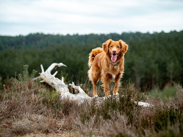 Dog Traning Walks Herefordshire